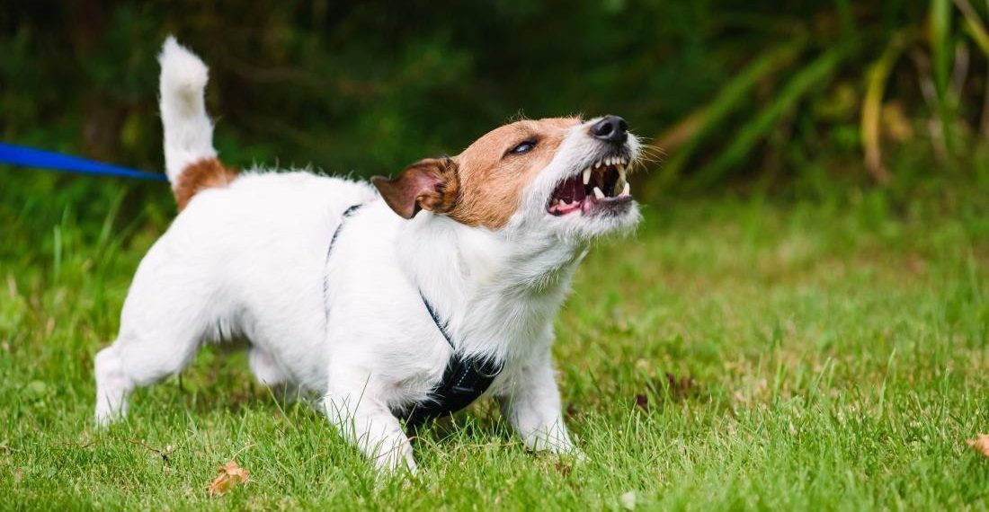 How You Can Help to Prevent Dog Bites