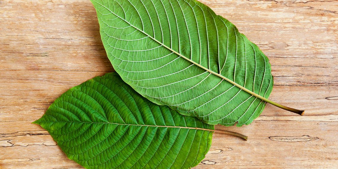 Kratom Strains And Their Effectiveness