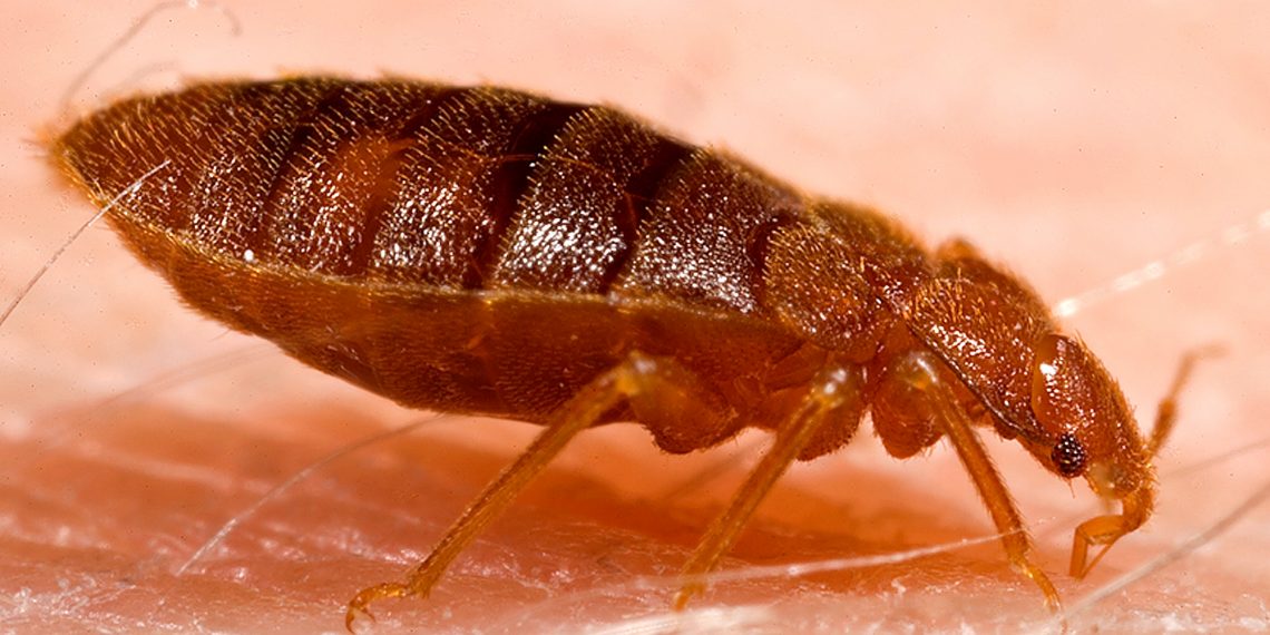 Finding a Bed Bug Pest Control Expert in London