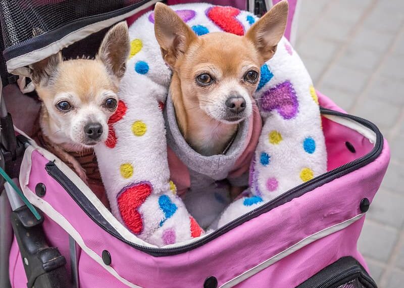 Why Is It Important To Find The Right Bag Carrier For Your Dog