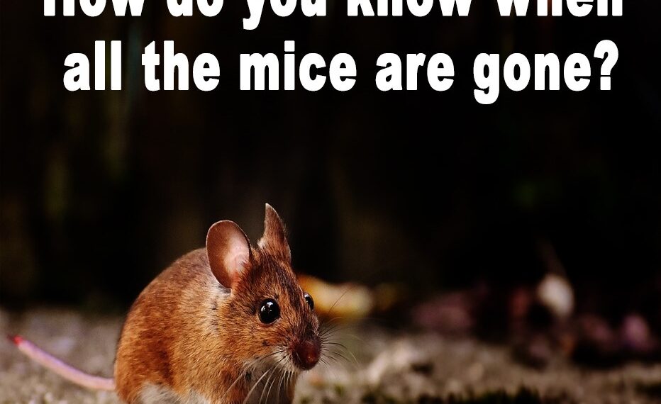 Mice Are Gone?