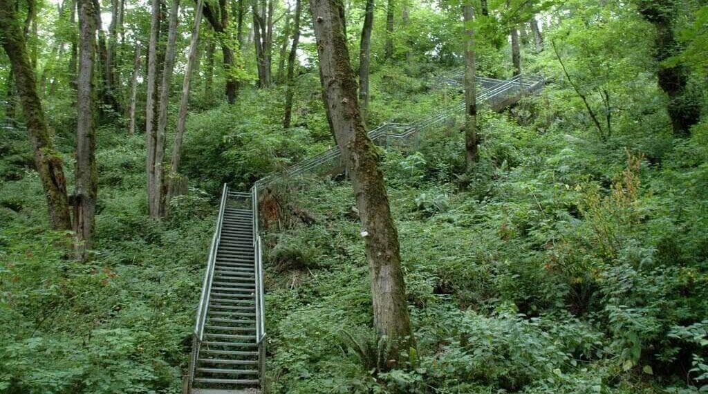Stairs in The Woods