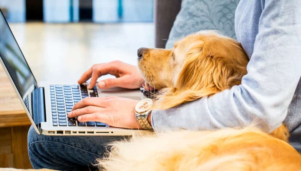 Why Digital Marketers Need a Pet for Their Home Office