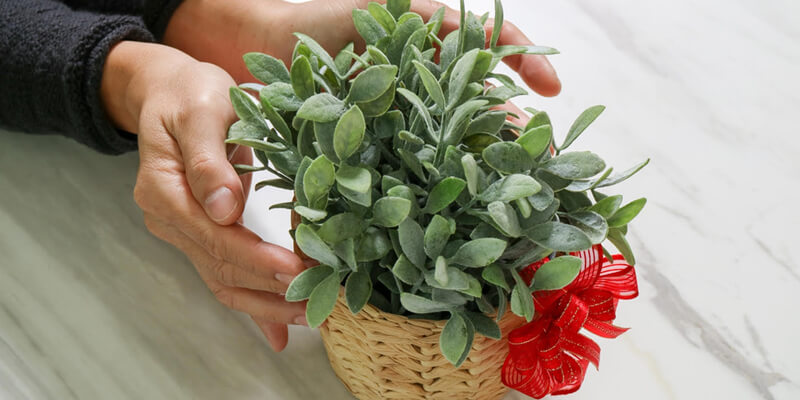 5 Healthy Plants You Can Gift to Your Loved Ones