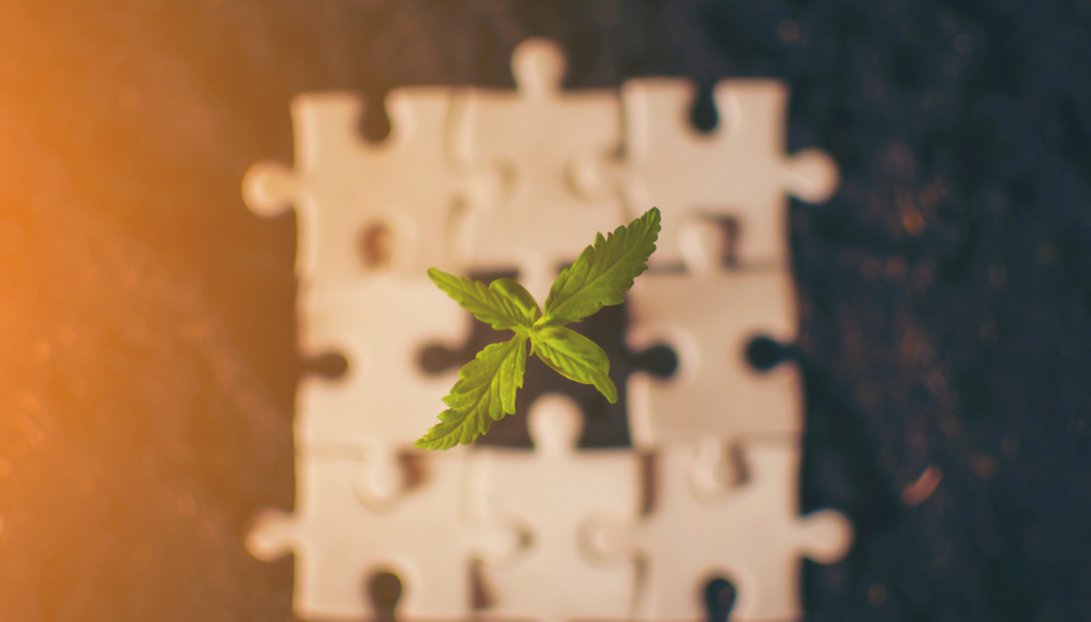 Challenges Facing Entrepreneurs in the Cannabis Industry