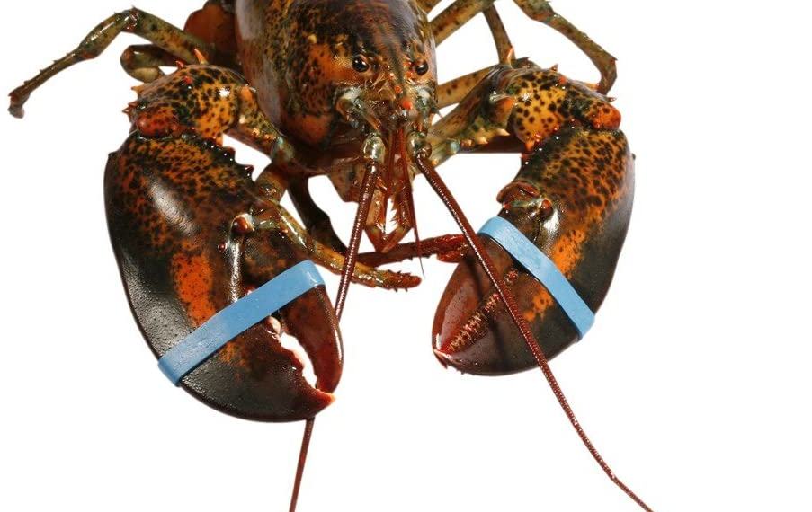 Delicious lobsters you should never miss