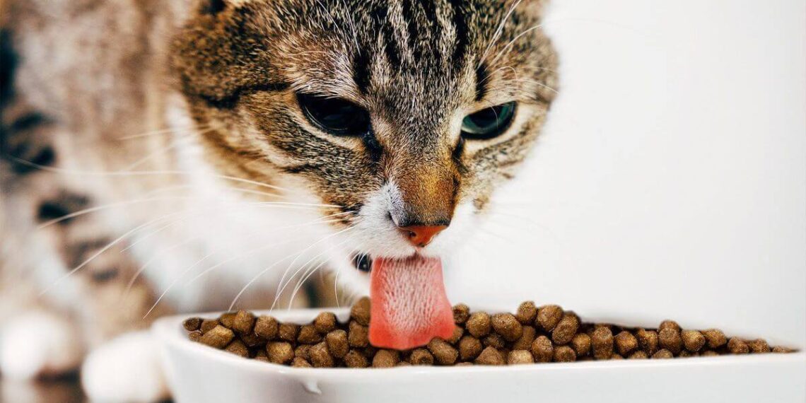 5 Ways To Improve Your Cat’s Diet