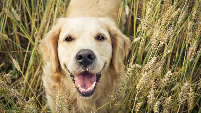 5 Essentials To Keep Your Dog Healthy