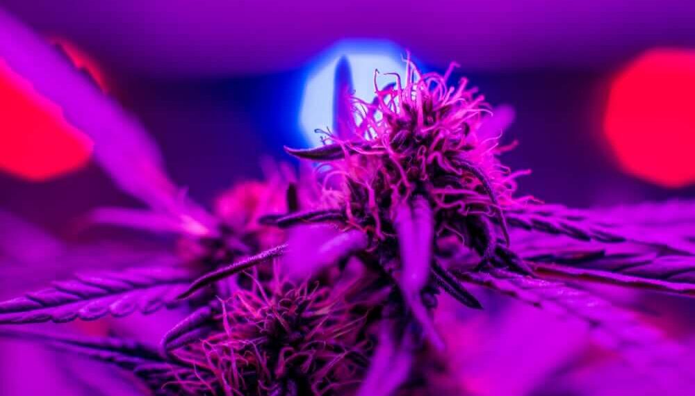 Why Light Matters When Growing Marijuana