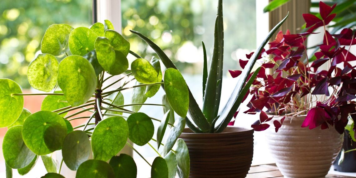 7 Incredible Benefits of Plants in Your Office