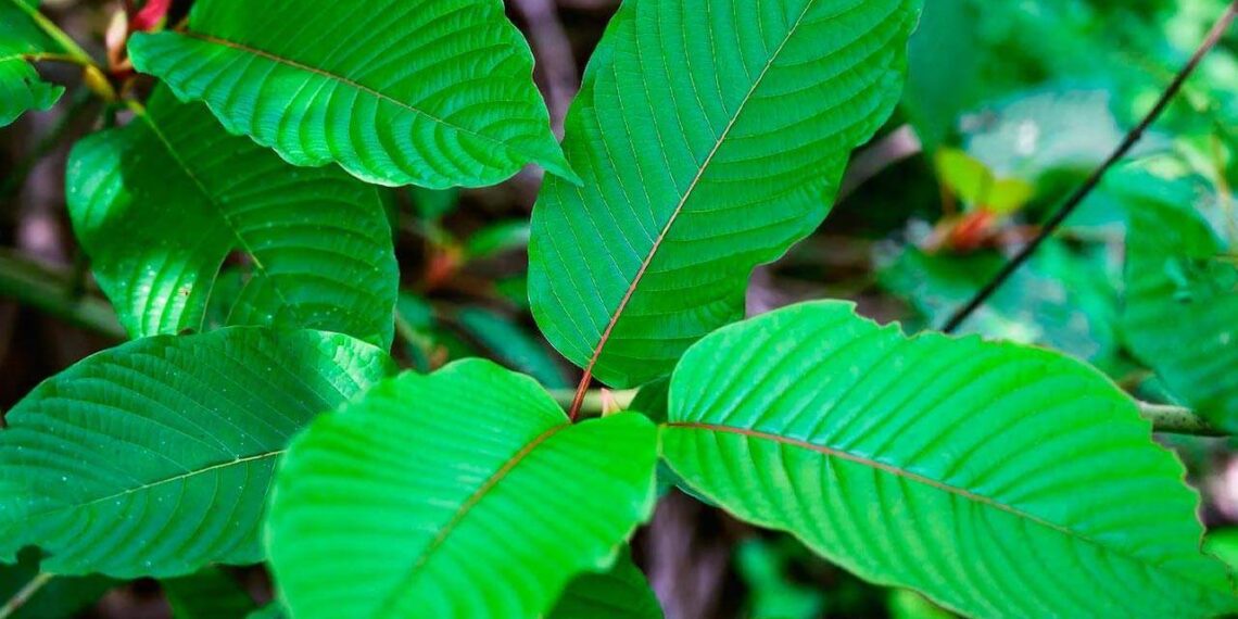 How to Buy Red Horn Kratom at Wholesale Rates