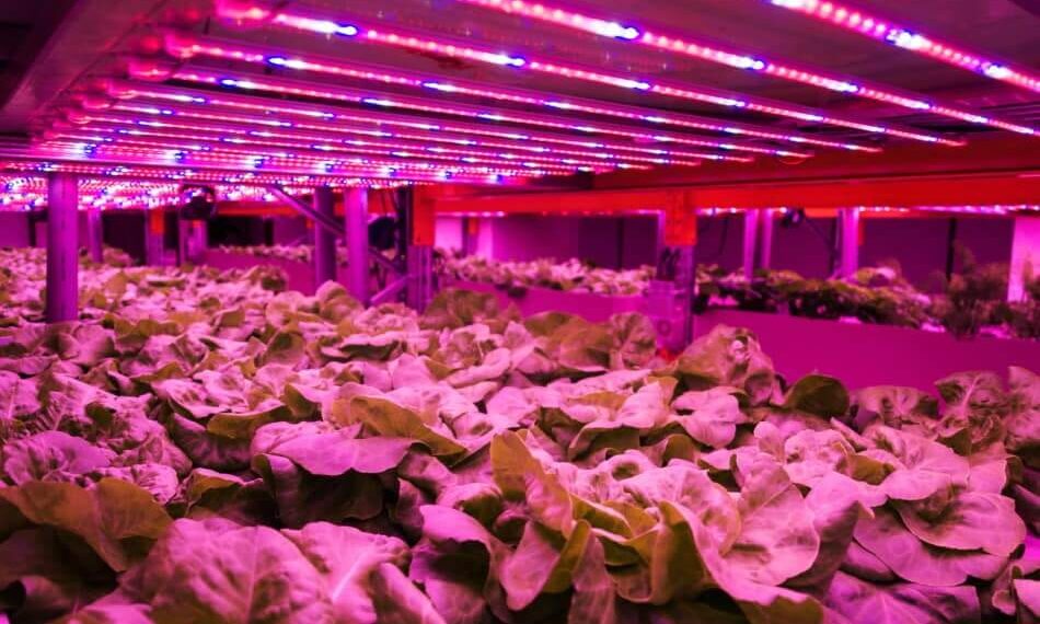 Why professional gardeners are choosing LED Grow Light