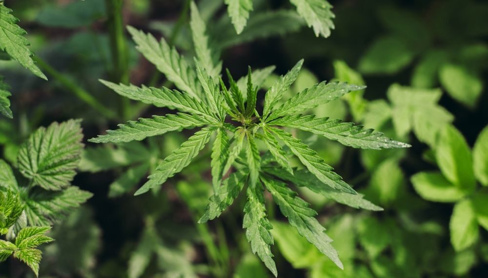 How to Understand Medical Cannabis Grow Room Setups