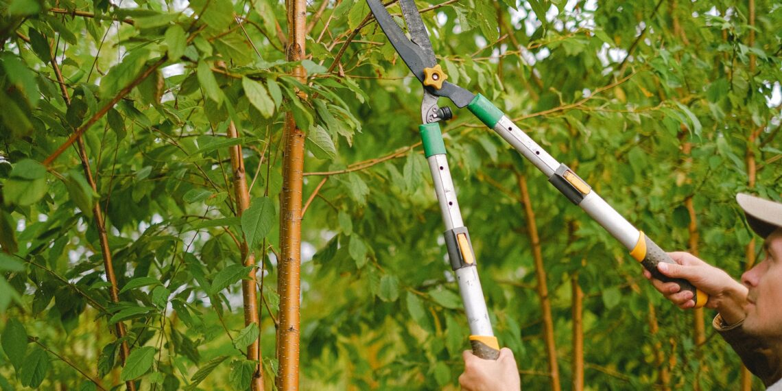 3 Marketing Ideas for a Tree Trimming Business