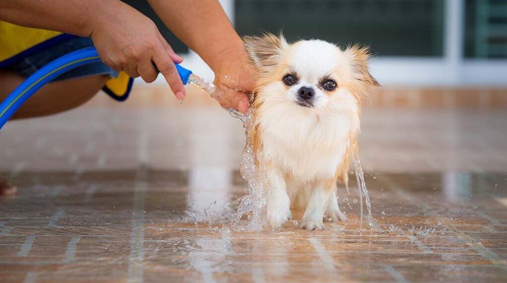 TIPS FOR KEEPING YOUR PET COOL THIS SUMMER