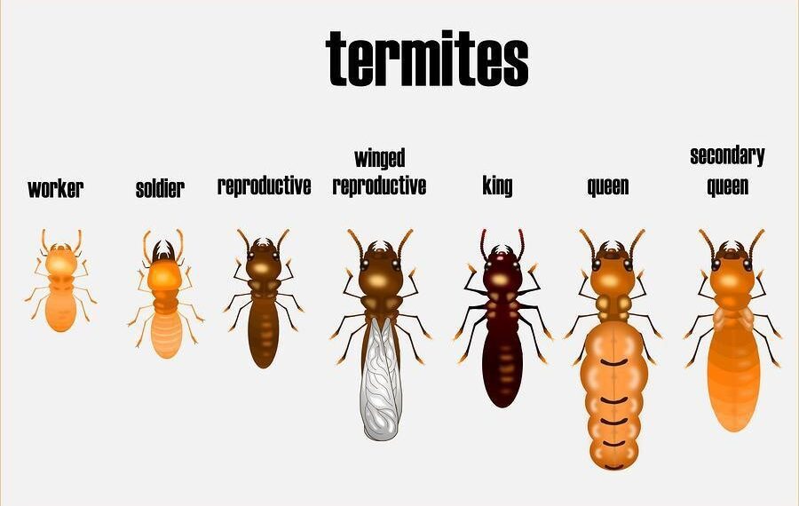 Termite Swarming Season