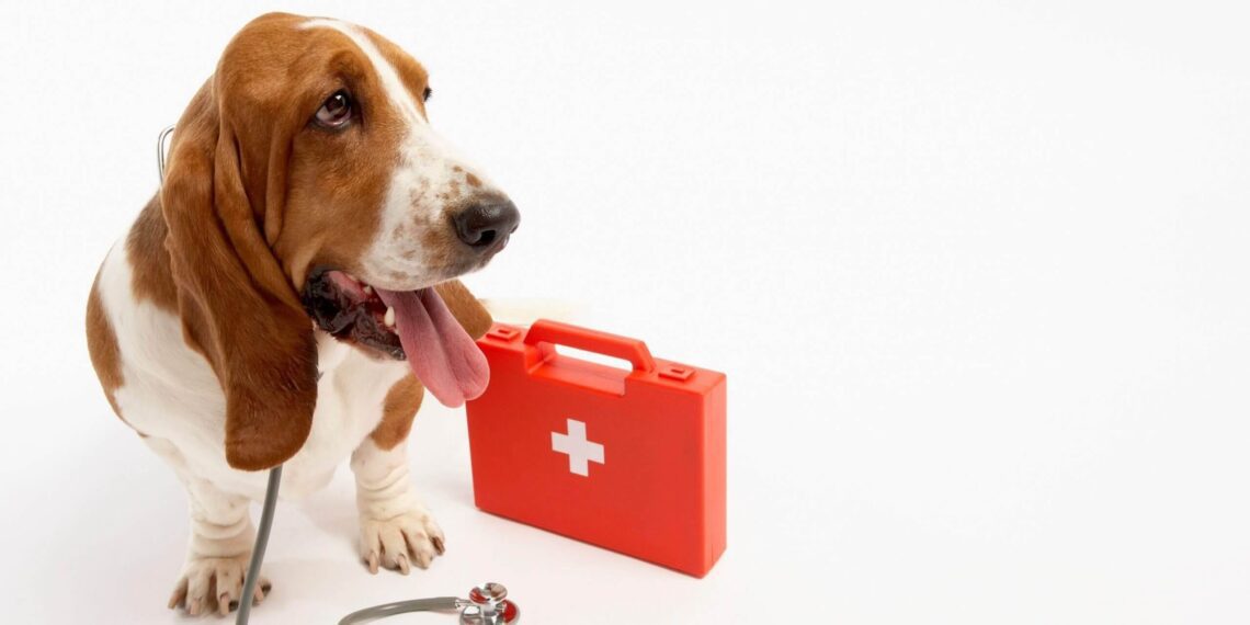 Dog's First Aid Kit