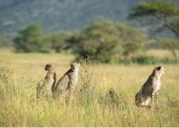 Safari Spectacle: Tanzanian Treasures and Masai Mara Marvels