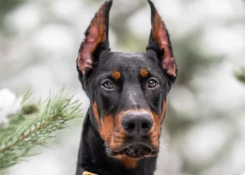 The Silent Struggles with Health of Doberman Puppies for Sale