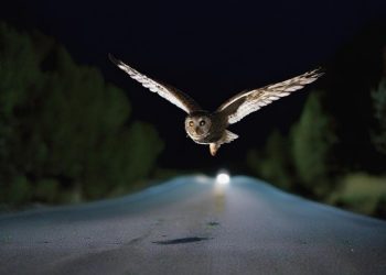 What Does It Mean When an Owl Flies in Front of You While Driving