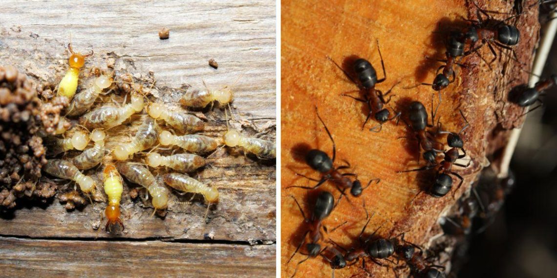 Pest Control for Mold Prevention