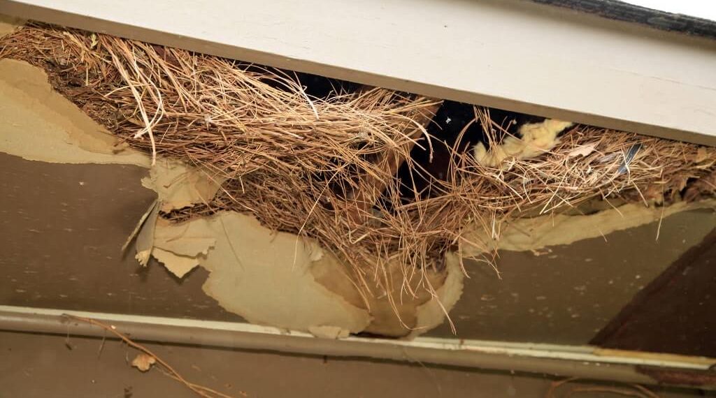 Strange Smells in Storage Areas Could Be Signs of Rodent Nests