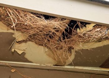 Strange Smells in Storage Areas Could Be Signs of Rodent Nests