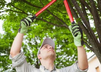 Top 5 Tree Service Marketing Agencies for Tree Care Companies
