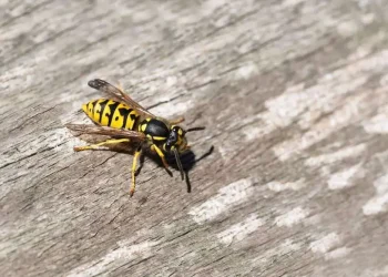 Top Signs You Need Professional Wasp Removal in Irvine Before It’s Too Late