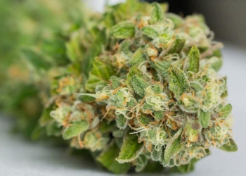 How Gelato Weed Strain Blends Flavor With Balanced Effects