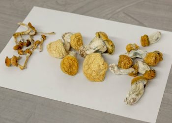 Order Magic Mushrooms Online from deVINE