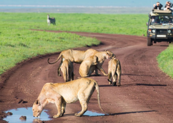 Tanzania Safari Adventure: From Mount Kilimanjaro Climbing to Serengeti Safari and Zanzibar Tour