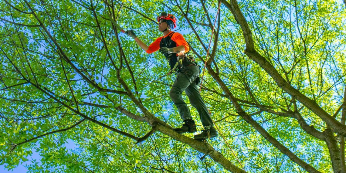 How Proper Tree Trimming Improves Tree Health and Appearance