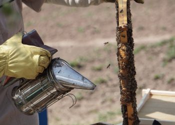 Benefits Of Pursuing Beekeeping
