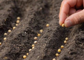 5 Factors That Define Premium Seed Quality
