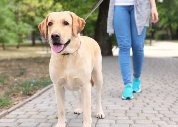 Dog Behavior Training