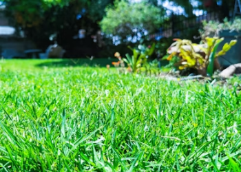 Why Mountain Top Mowing & Landscaping Is Blair County’s #1 Choice for Lawn Care, Stump Grinding, and Landscaping