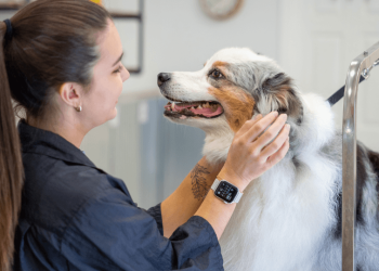 Professional Dog Grooming for Busy Pet Owners: A Smarter Way to Maintain Your Dog’s Hygiene