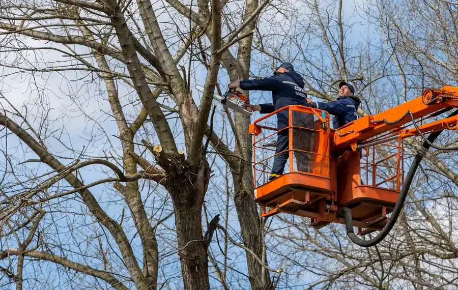 A Guide to Professional Tree Services in Austin