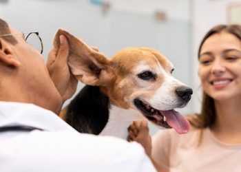Understanding Waiting Periods Before Your Pet Insurance Claim