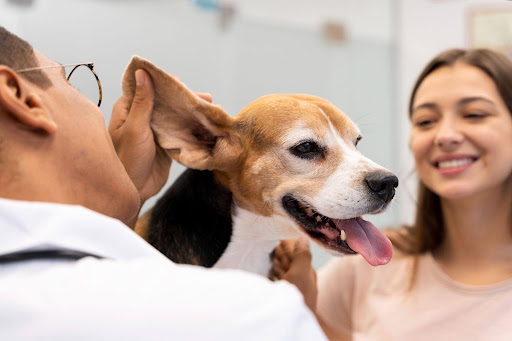 Understanding Waiting Periods Before Your Pet Insurance Claim