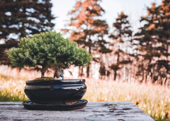 Bonsai Tree Care Guide for Beginners