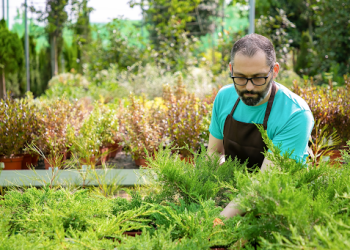 Tips for a Healthy and Maintained Landscape