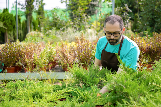 Tips for a Healthy and Maintained Landscape