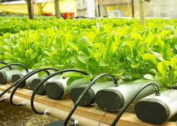 Biofilm in Irrigation Lines: Causes, Risks, and How to Clear It