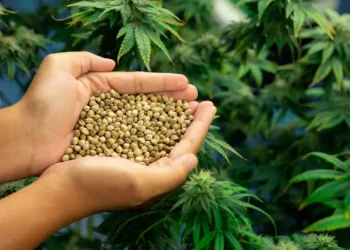 High-THC Cannabis Seeds