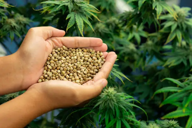High-THC Cannabis Seeds