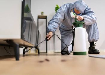 Why Pests Keep Coming Back (And How to Stop Them for Good)